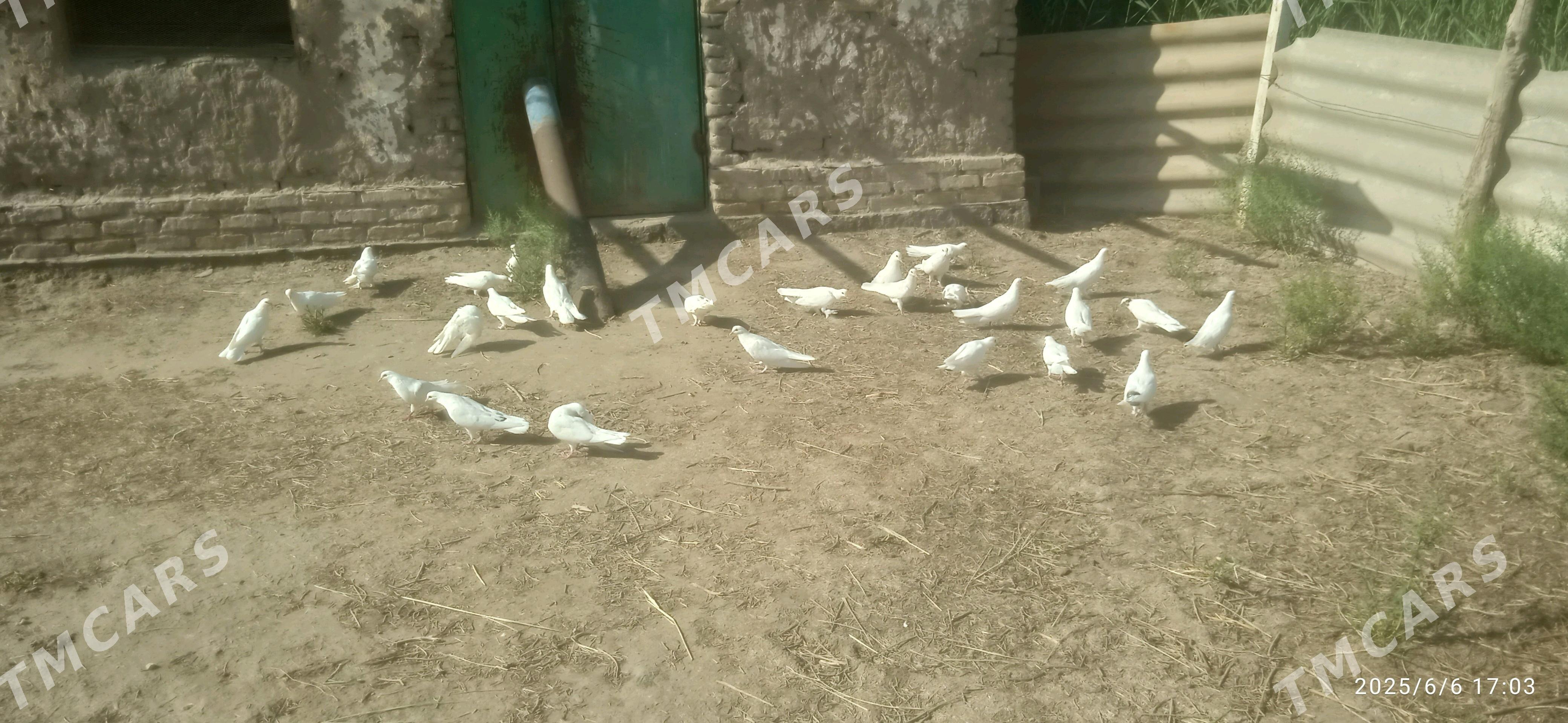 Kepderler - Daşoguz - img 3
