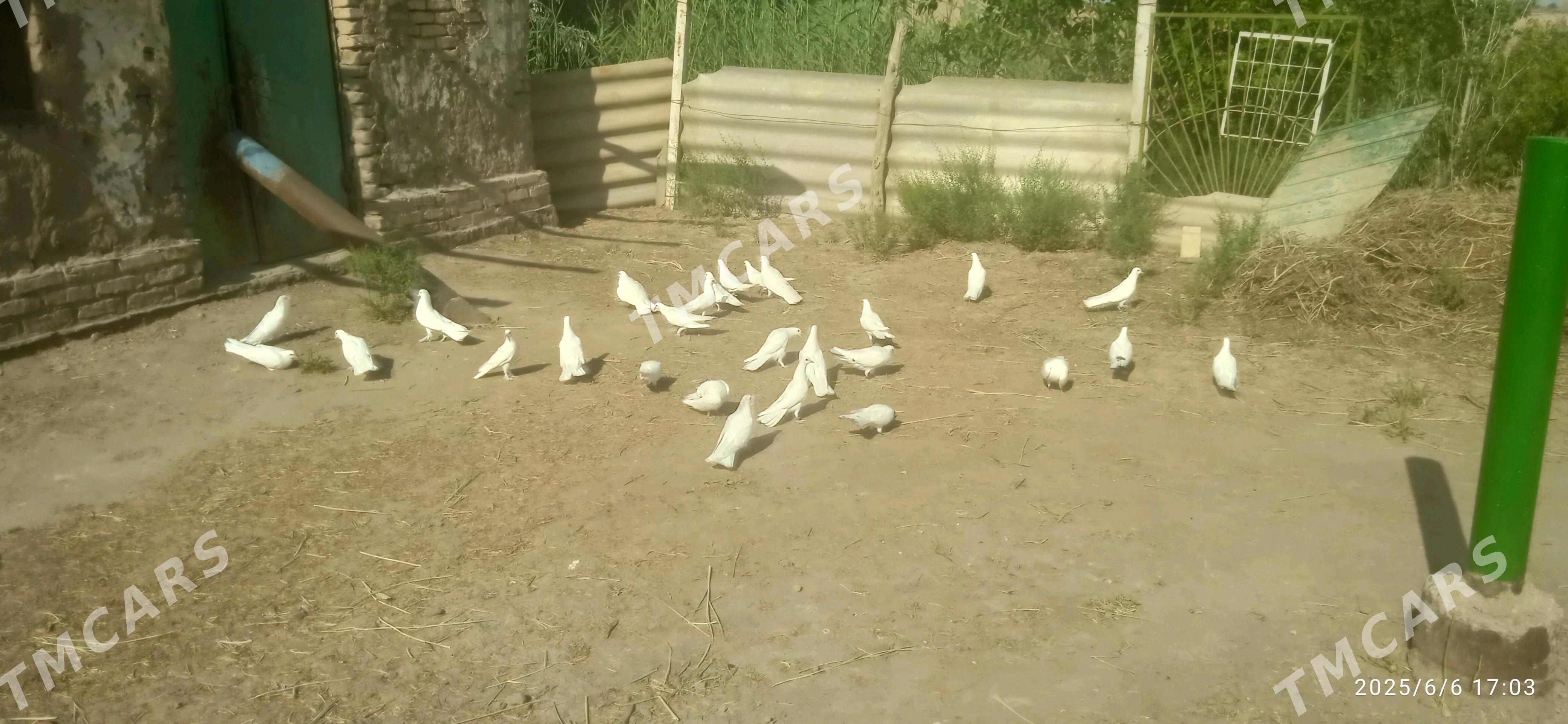 Kepderler - Daşoguz - img 5
