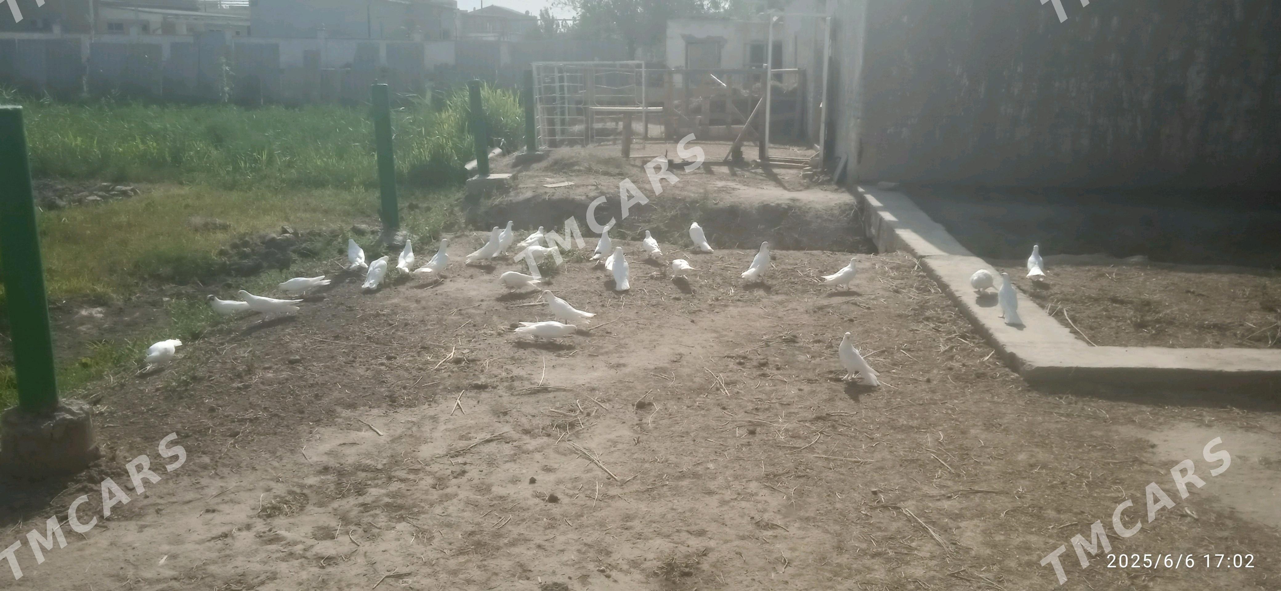 Kepderler - Daşoguz - img 7