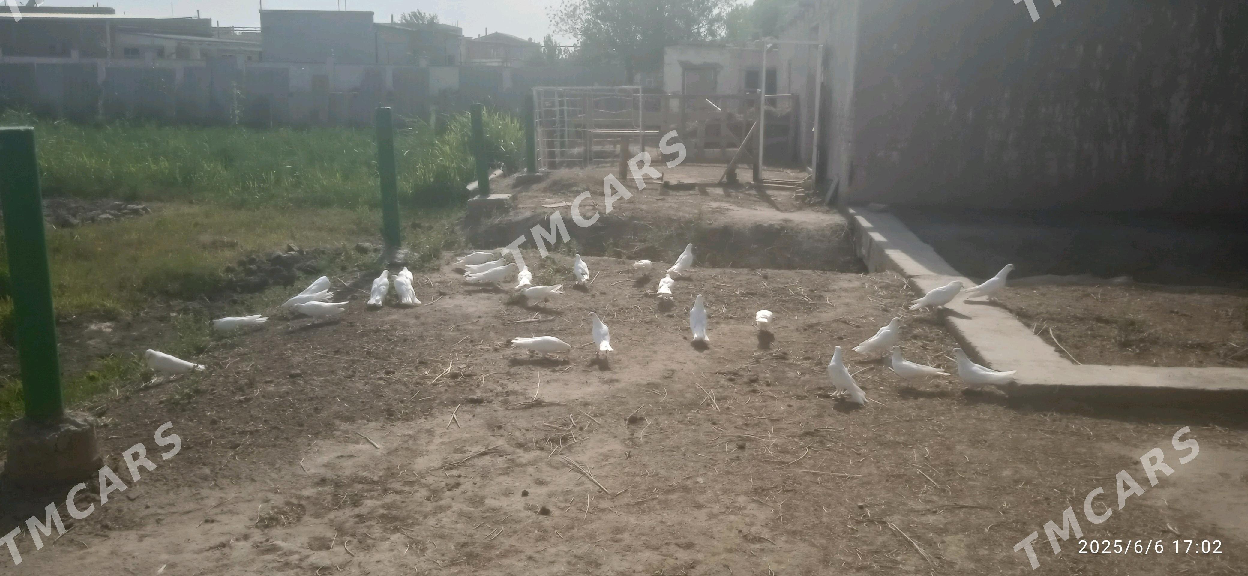 Kepderler - Daşoguz - img 8