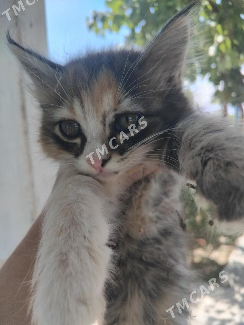Котята - Ашхабад - img 2