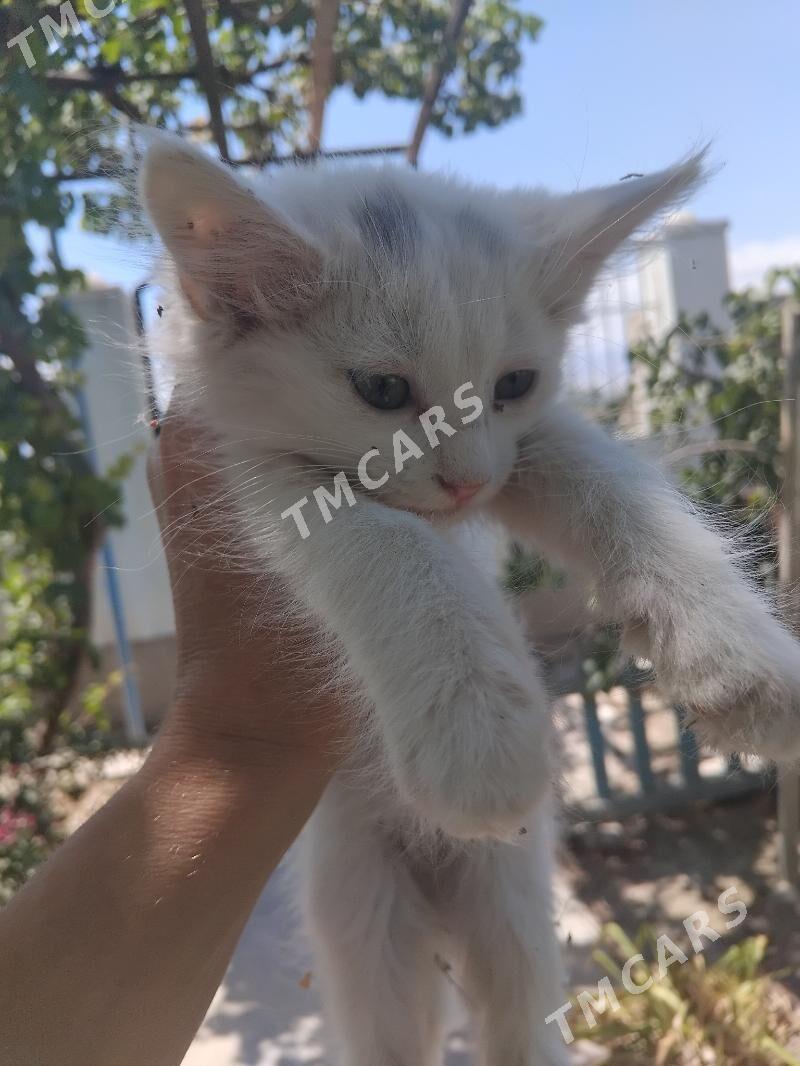 Котята - Ашхабад - img 3