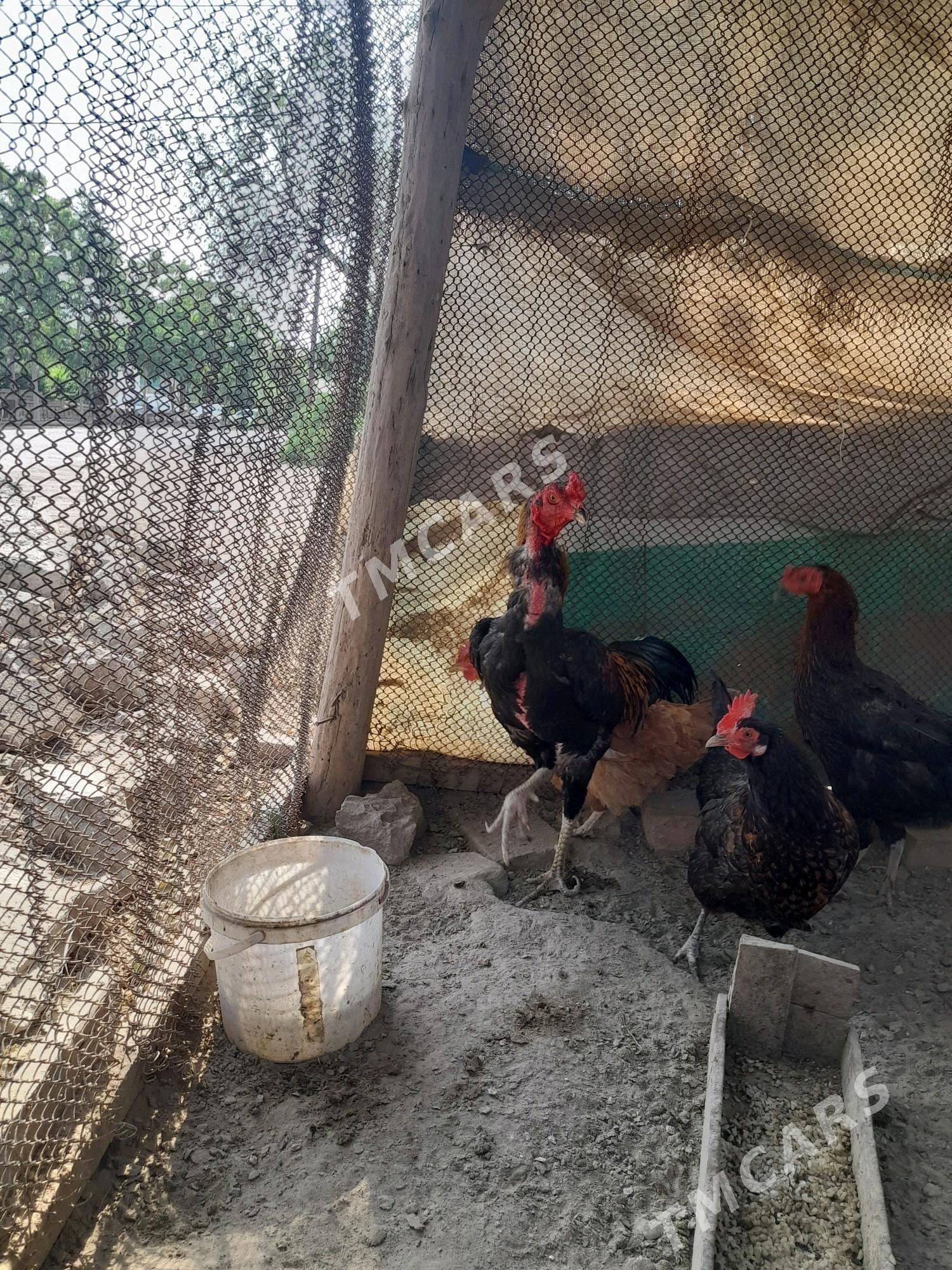 T Ù R K  horaz - Köneürgenç - img 2