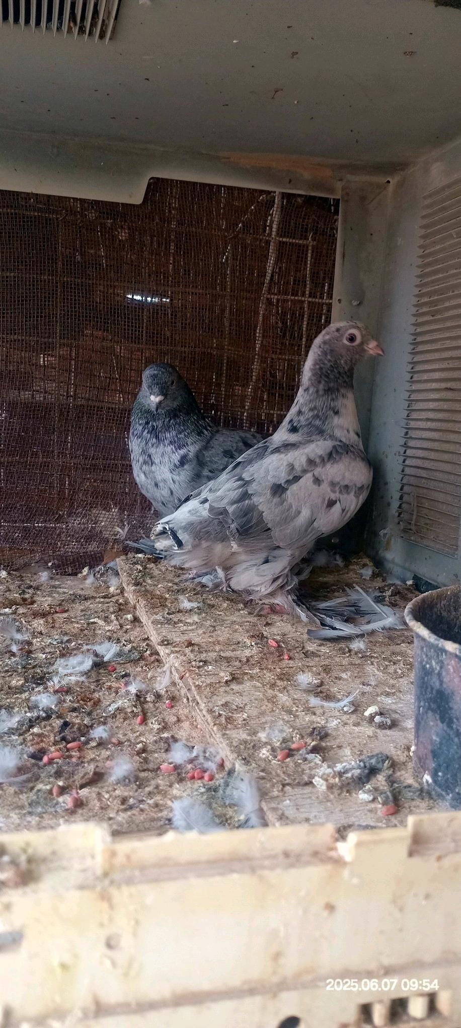 kepderi - Kaka - img 3
