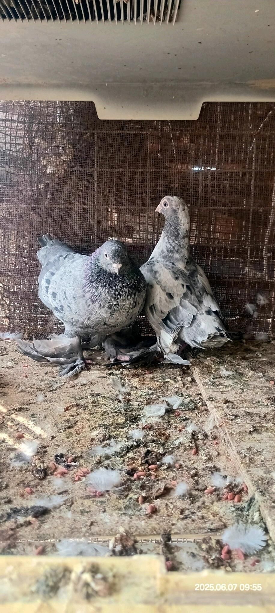 kepderi - Kaka - img 2