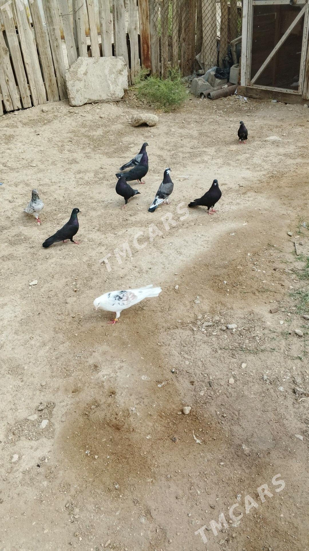 kepderi - Balkanabat - img 4