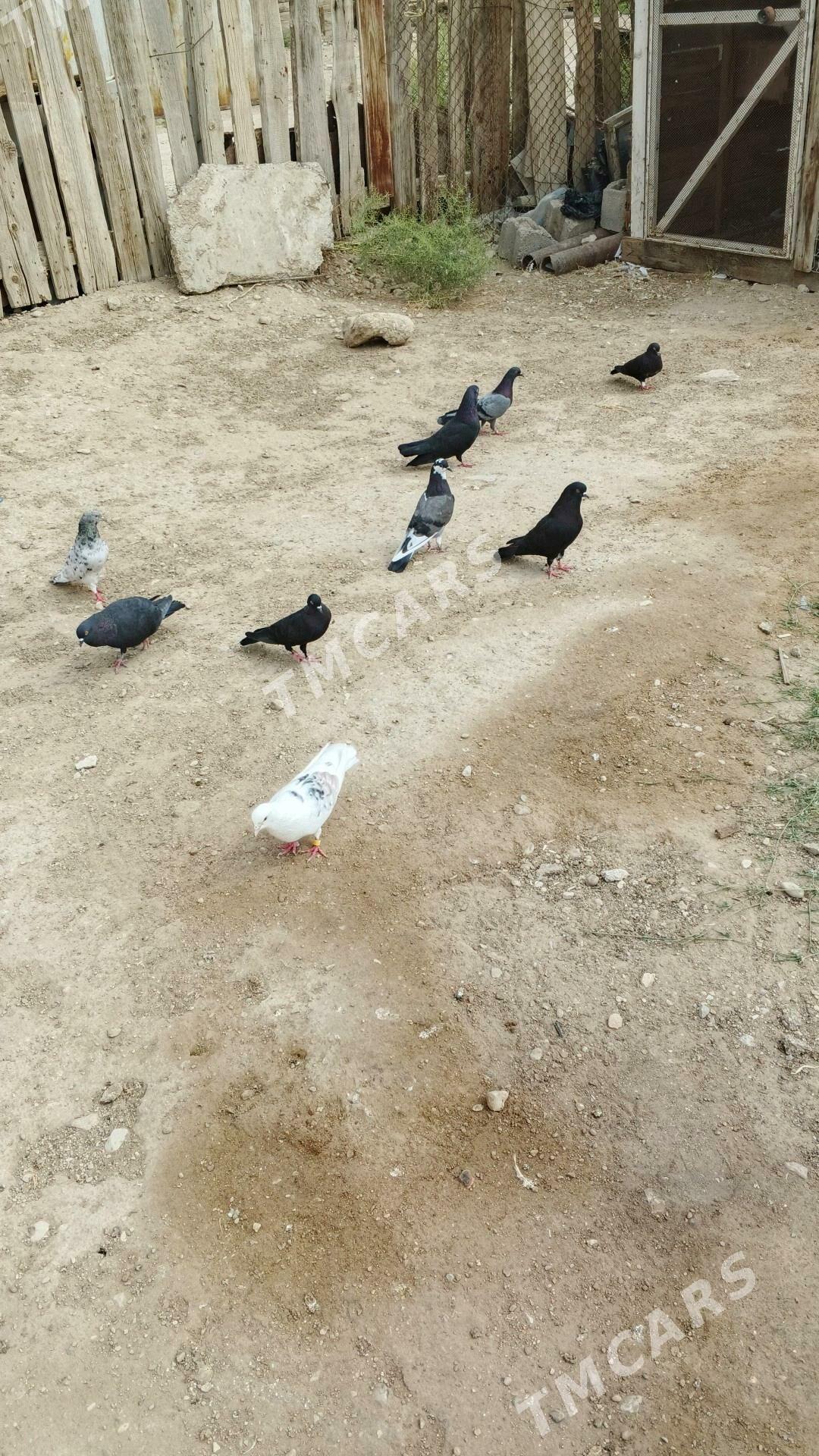 kepderi - Balkanabat - img 3