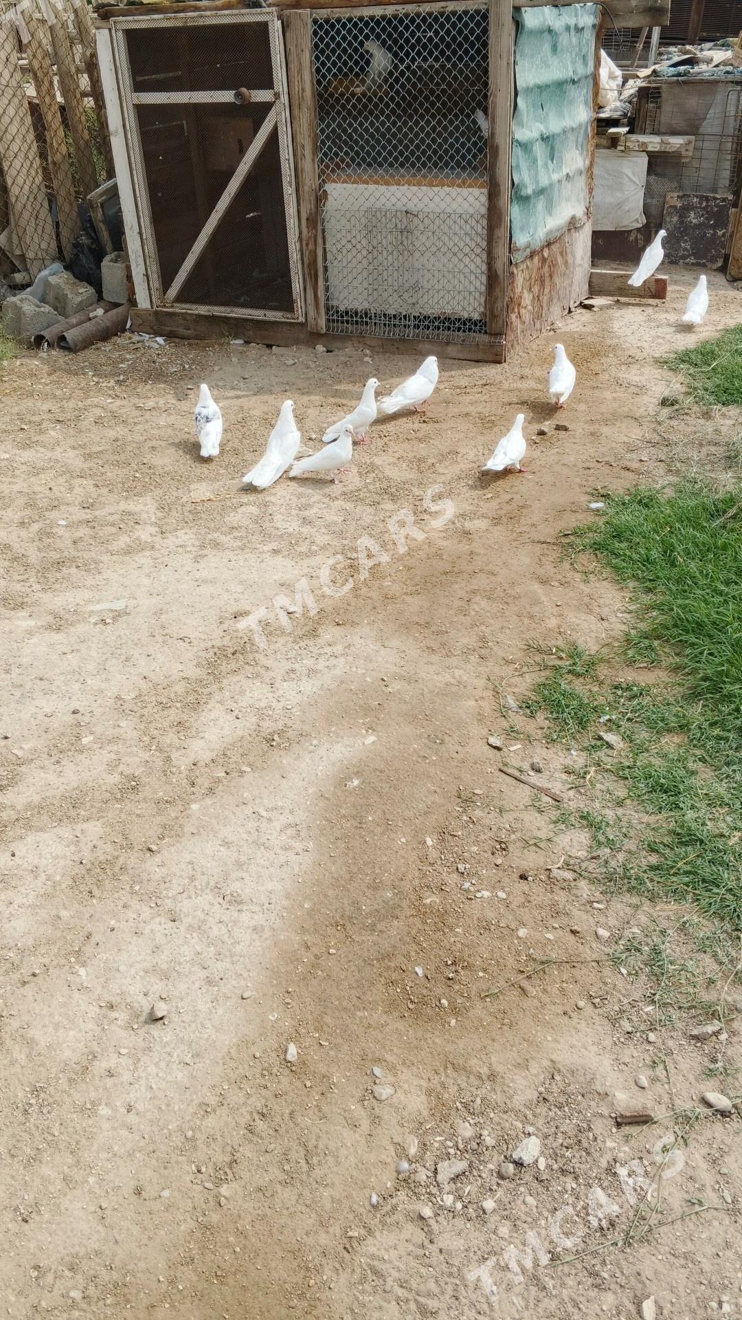 kepderi - Balkanabat - img 5