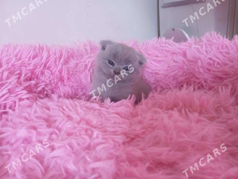 Котёнок - Mary - img 2