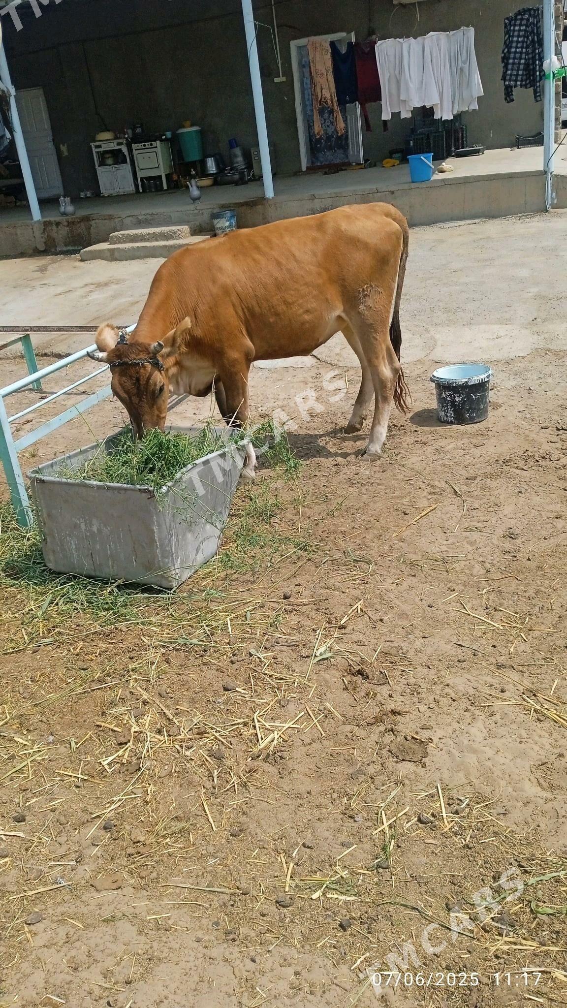 göle bakılan - Gökdepe - img 2