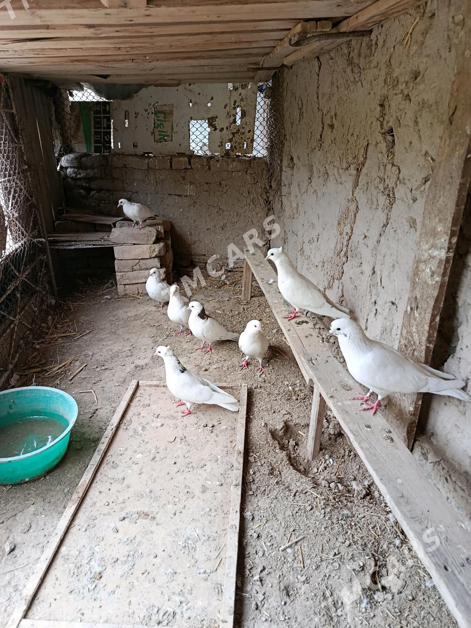 kepderi - Daşoguz - img 2