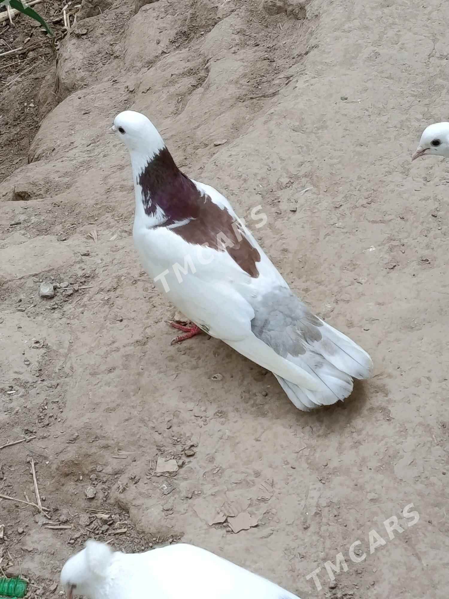 kepderi - Daşoguz - img 3