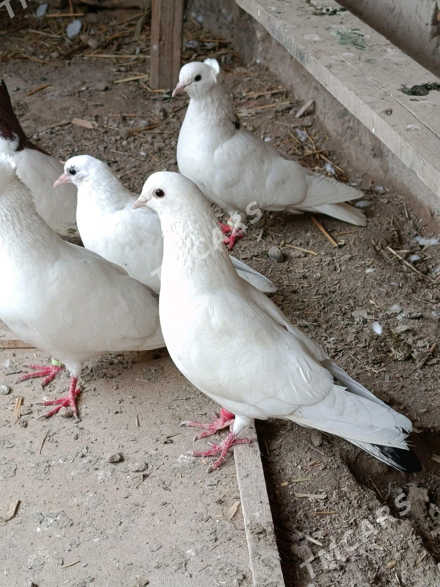 kepderi - Daşoguz - img 4