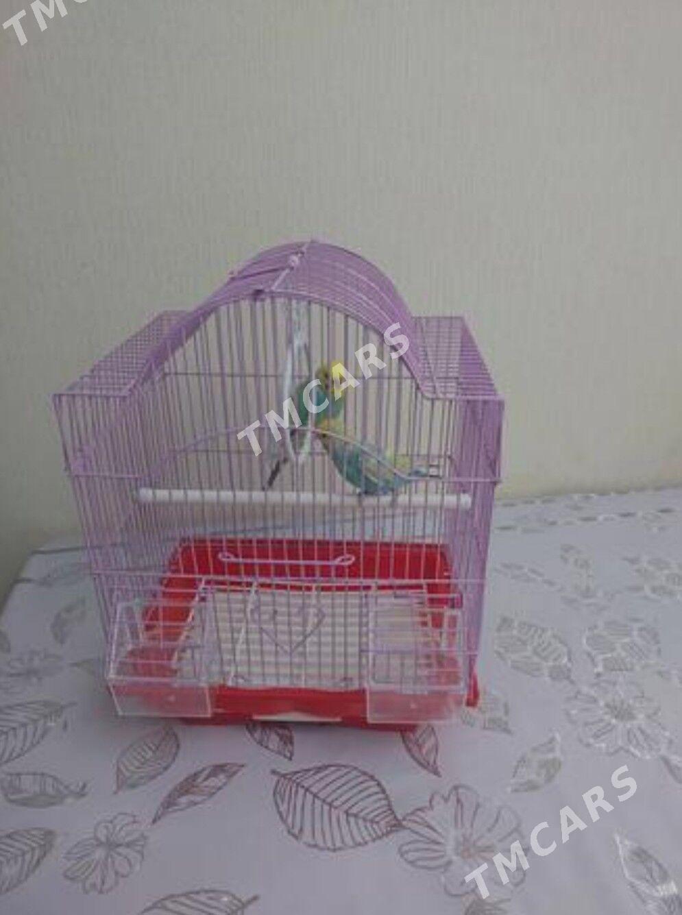 popugay komplekt gus - Aşgabat - img 3