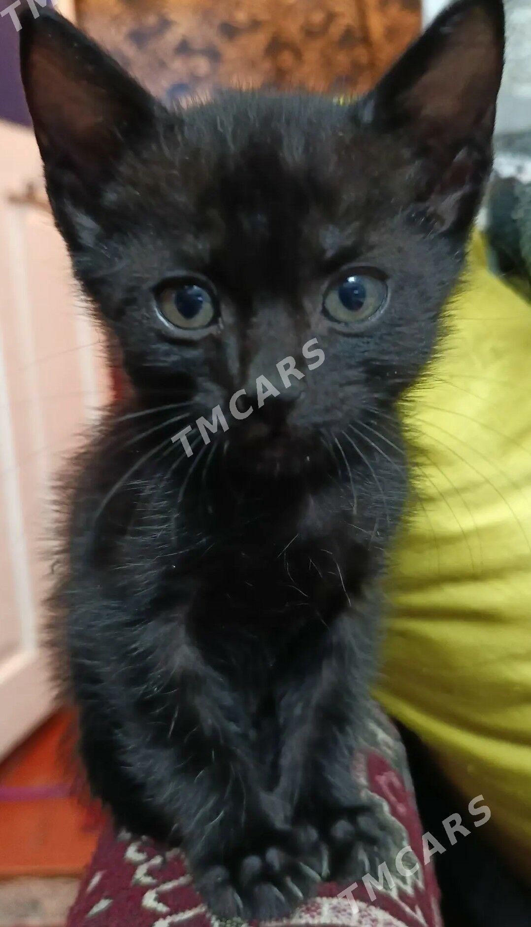 Чёрный котёнок - Türkmenabat - img 3