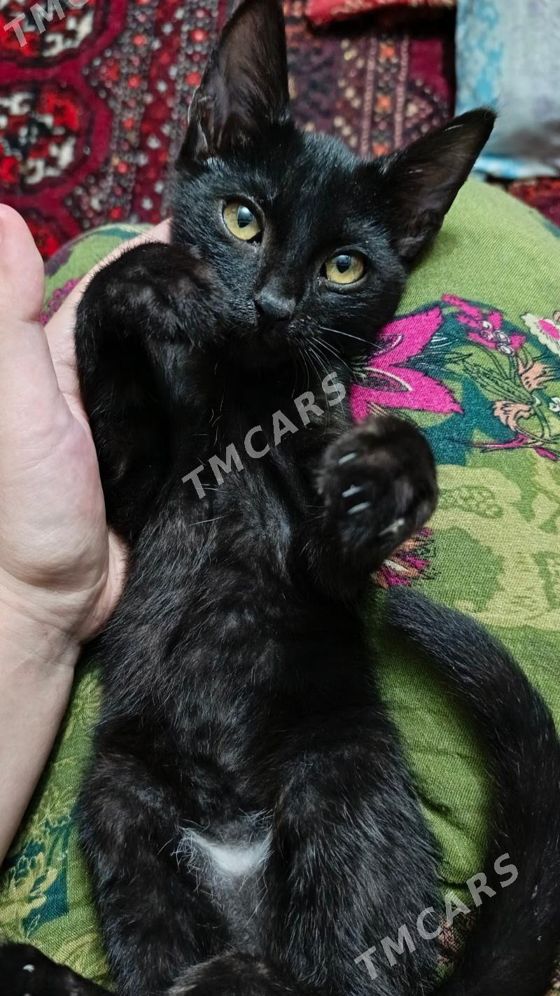 Чёрный котёнок - Türkmenabat - img 2