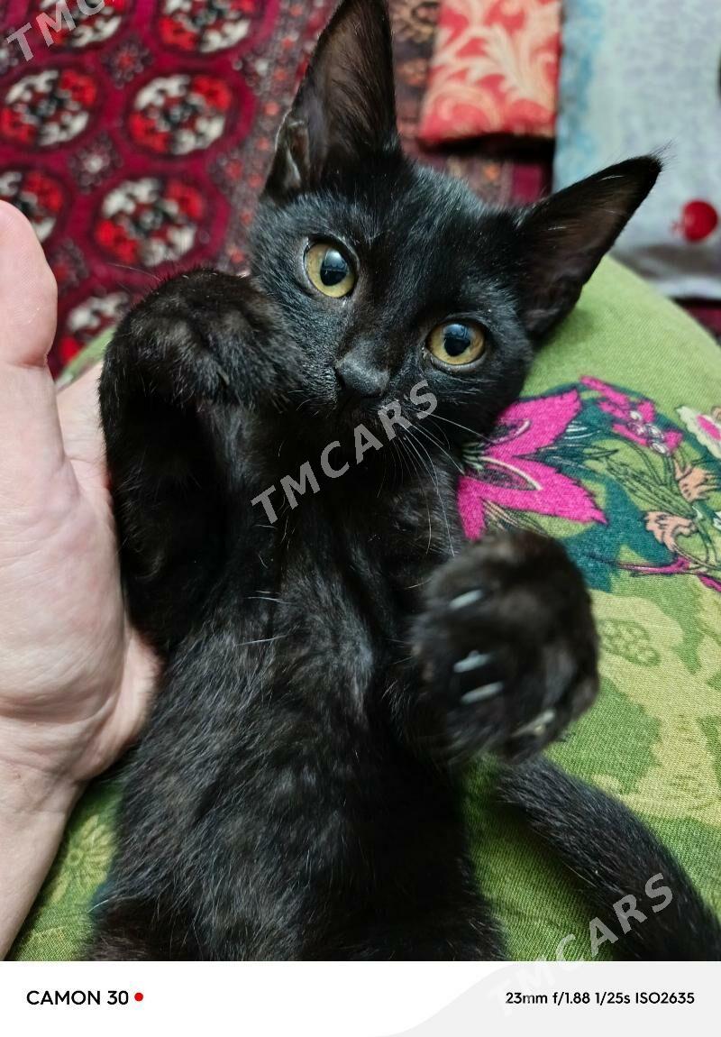 Чёрный котёнок - Türkmenabat - img 4