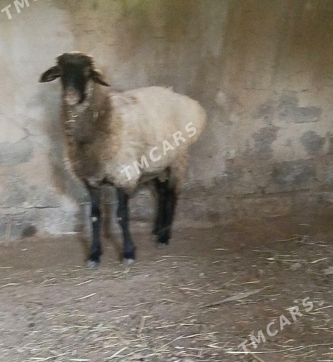 gurbanlyk goçlar - Çärjew - img 2