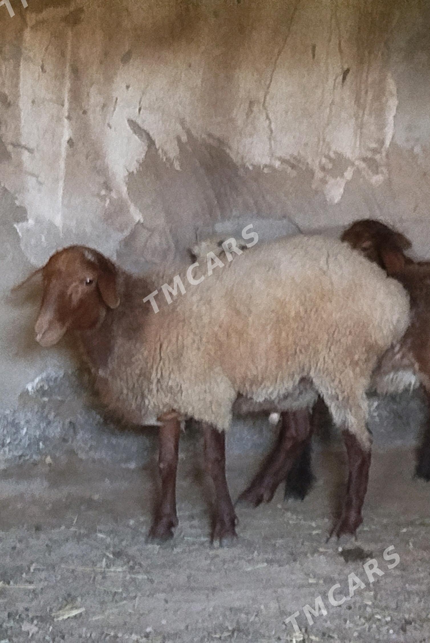 gurbanlyk goçlar - Çärjew - img 3