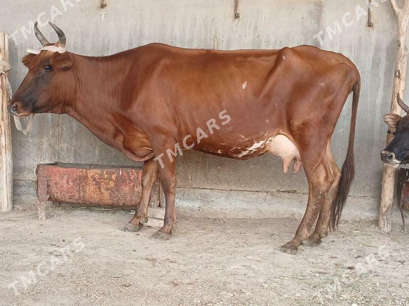 goleli - Wekilbazar - img 6