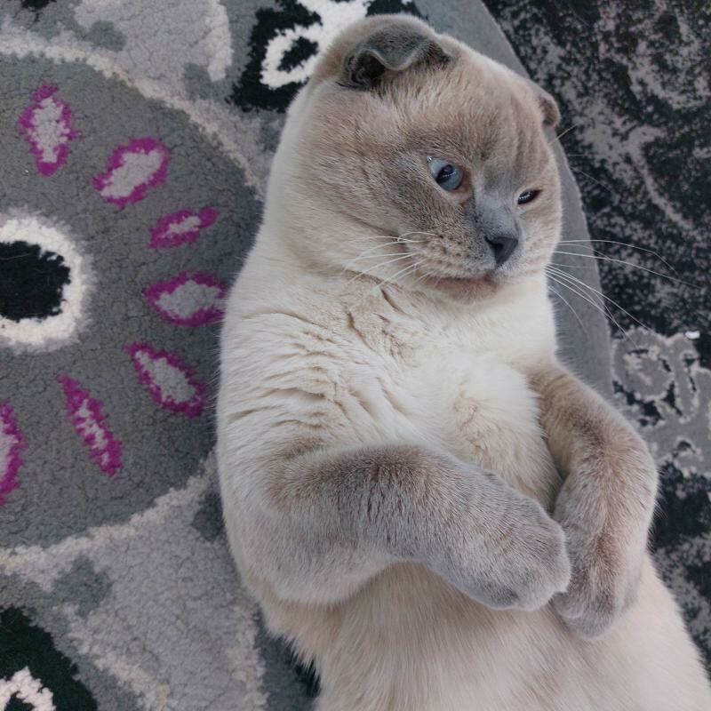 котята вислоухие британошотлан - Türkmenabat - img 4