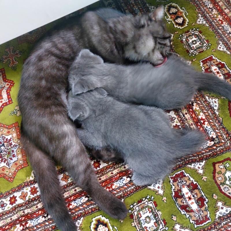 котята вислоухие британошотлан - Türkmenabat - img 5
