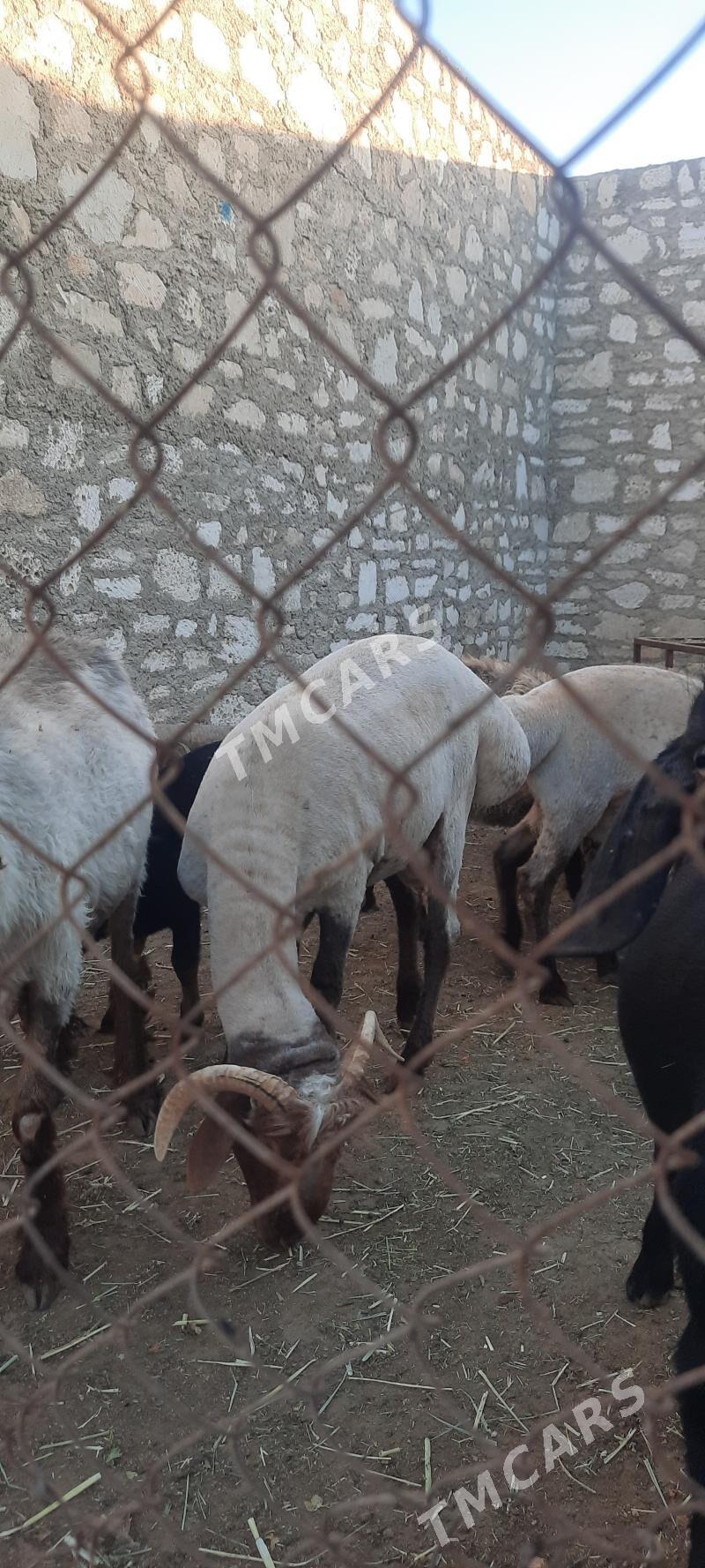 goç - Balkanabat - img 2