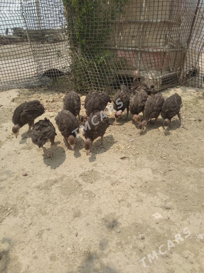 İnduk jüýjesi - Bereket - img 3