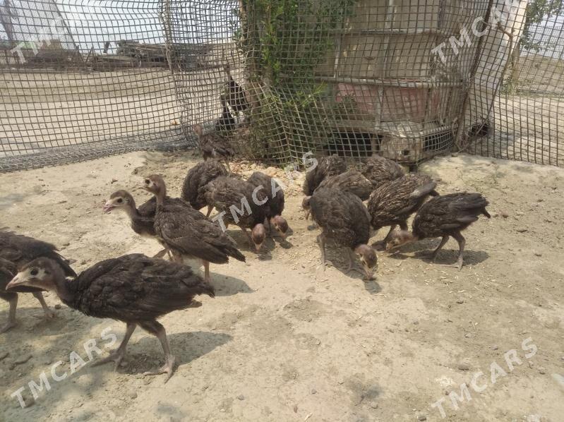 İnduk jüýjesi - Bereket - img 2