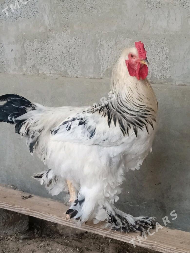 arginal brama horaz - Balkanabat - img 2