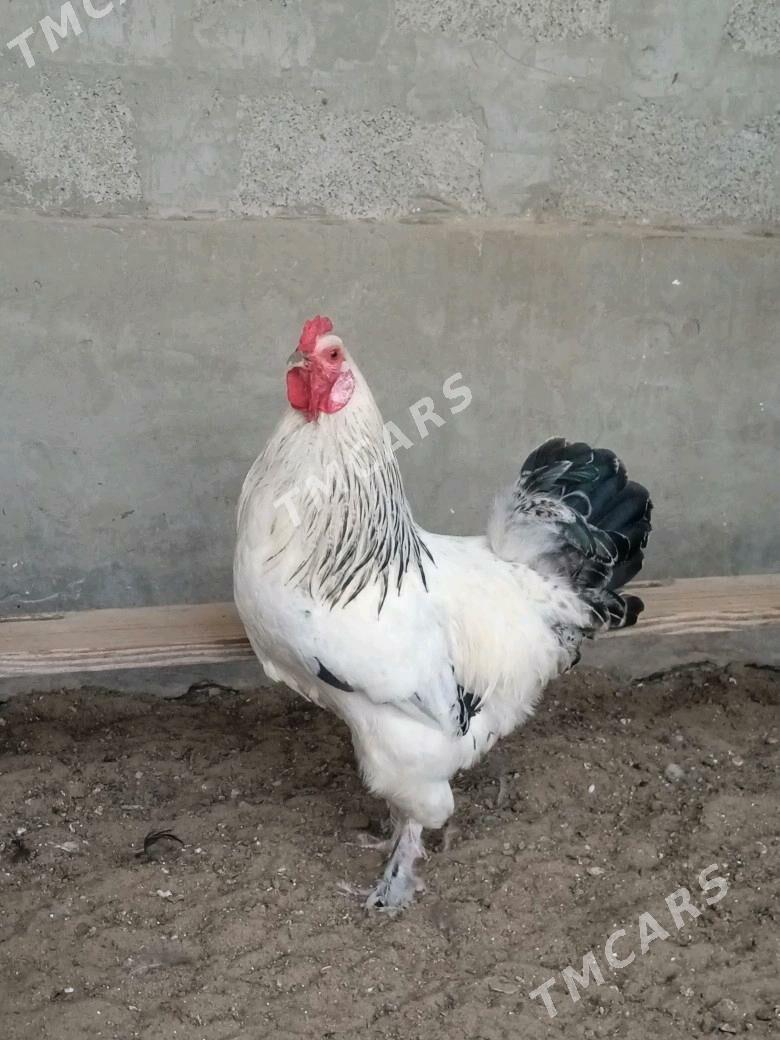 horaz - Balkanabat - img 2