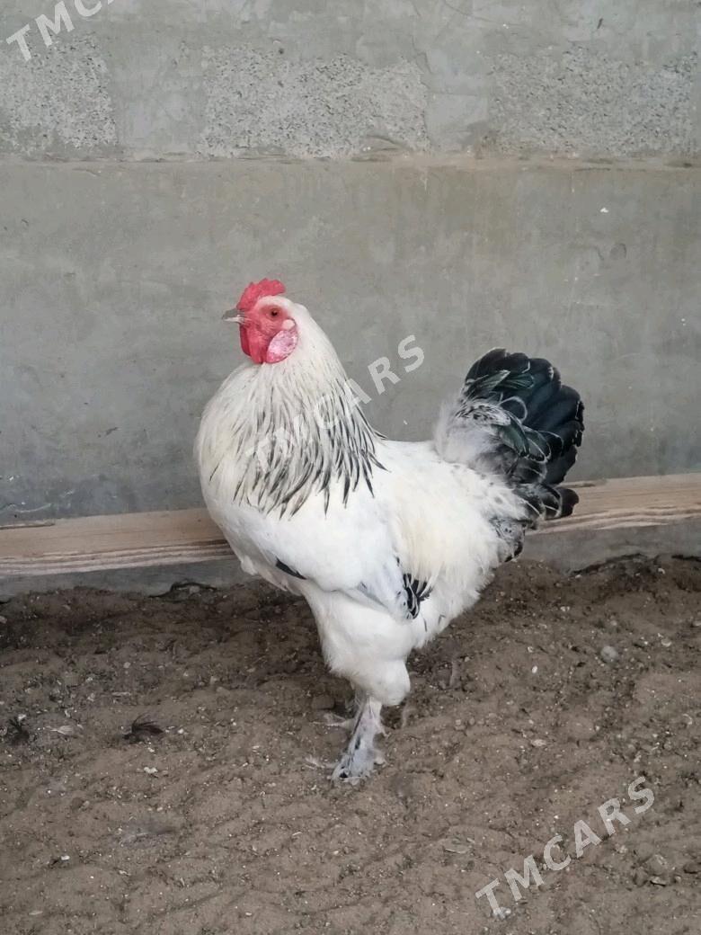 horaz - Balkanabat - img 1