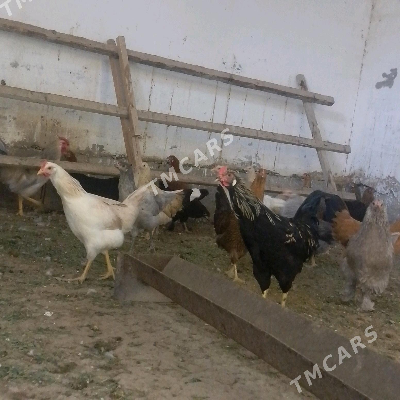 Towuk. Horaz. - Wekilbazar - img 2