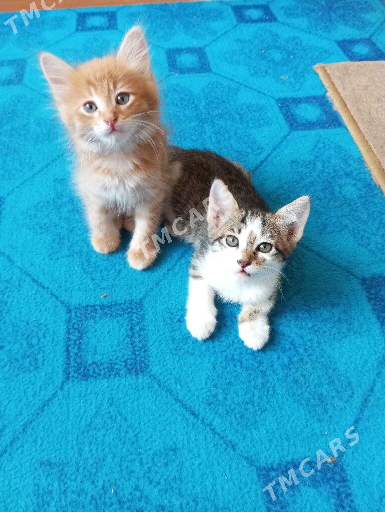 котята - Гаудан "А" - img 3