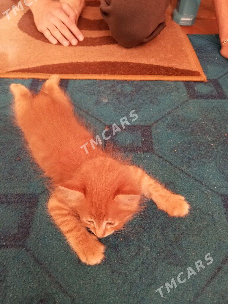 котята - Гаудан "А" - img 9