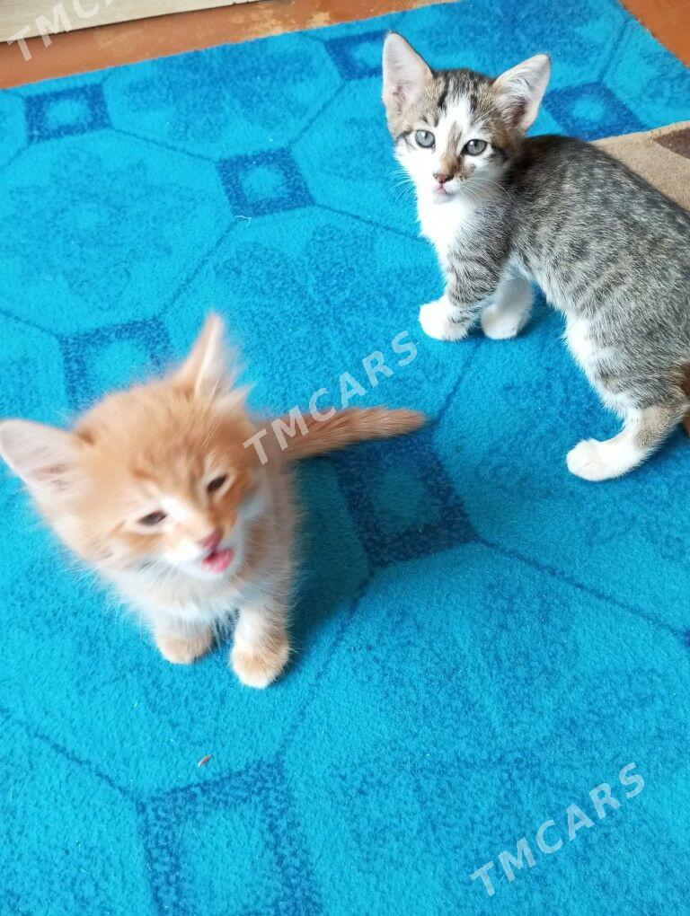 котята - Гаудан "А" - img 8
