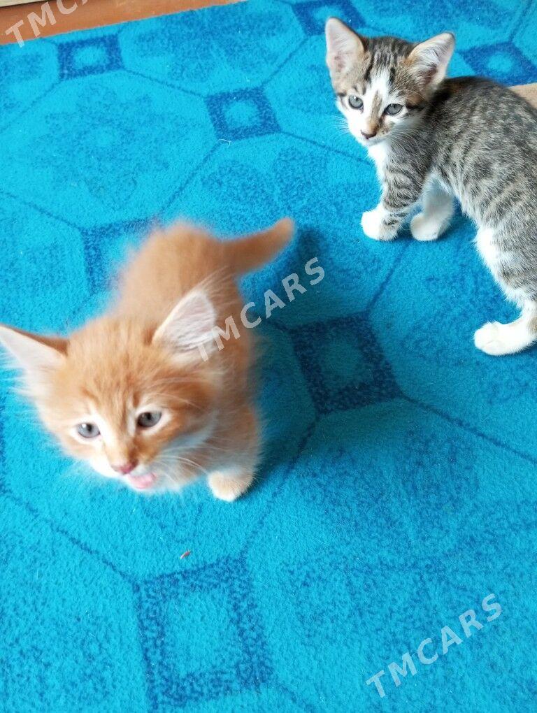котята - Гаудан "А" - img 4