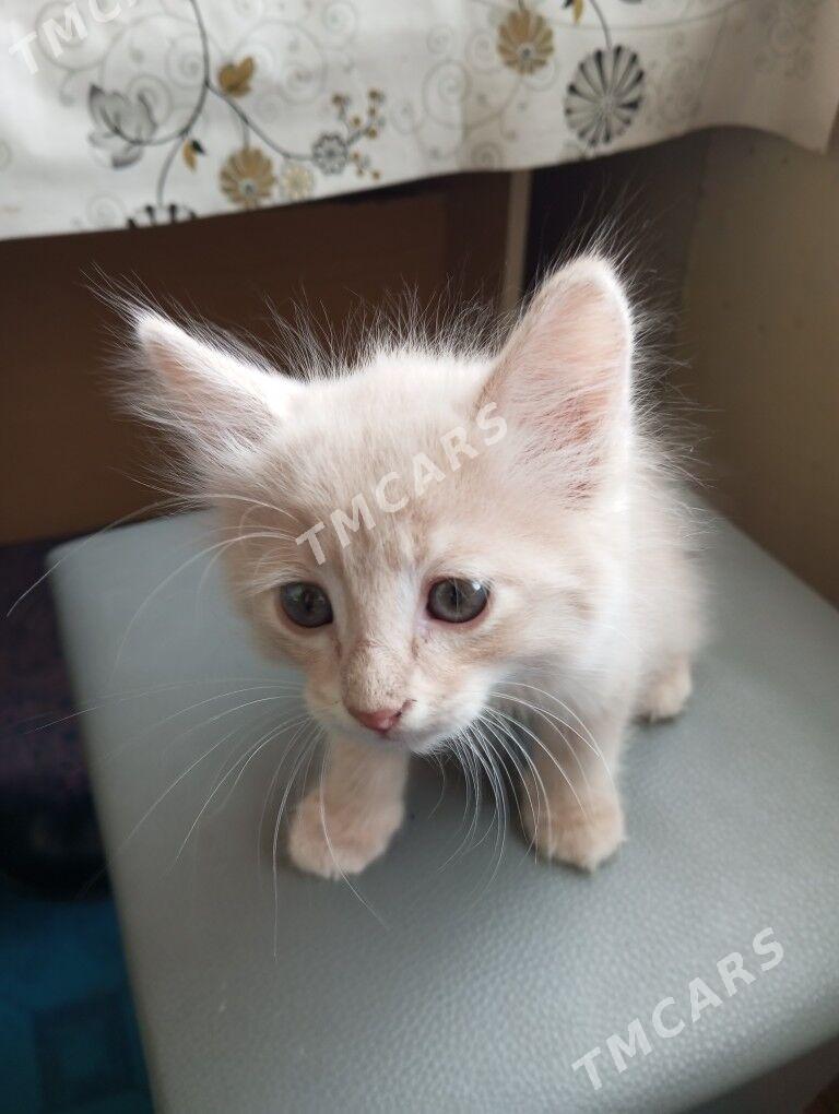 котята - Гаудан "А" - img 6