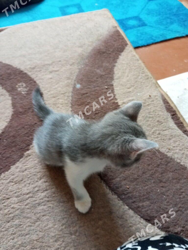 котята - Гаудан "А" - img 2