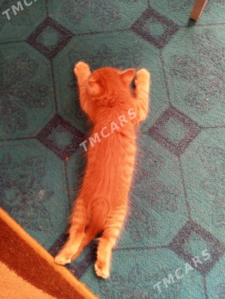 котята - Гаудан "А" - img 5