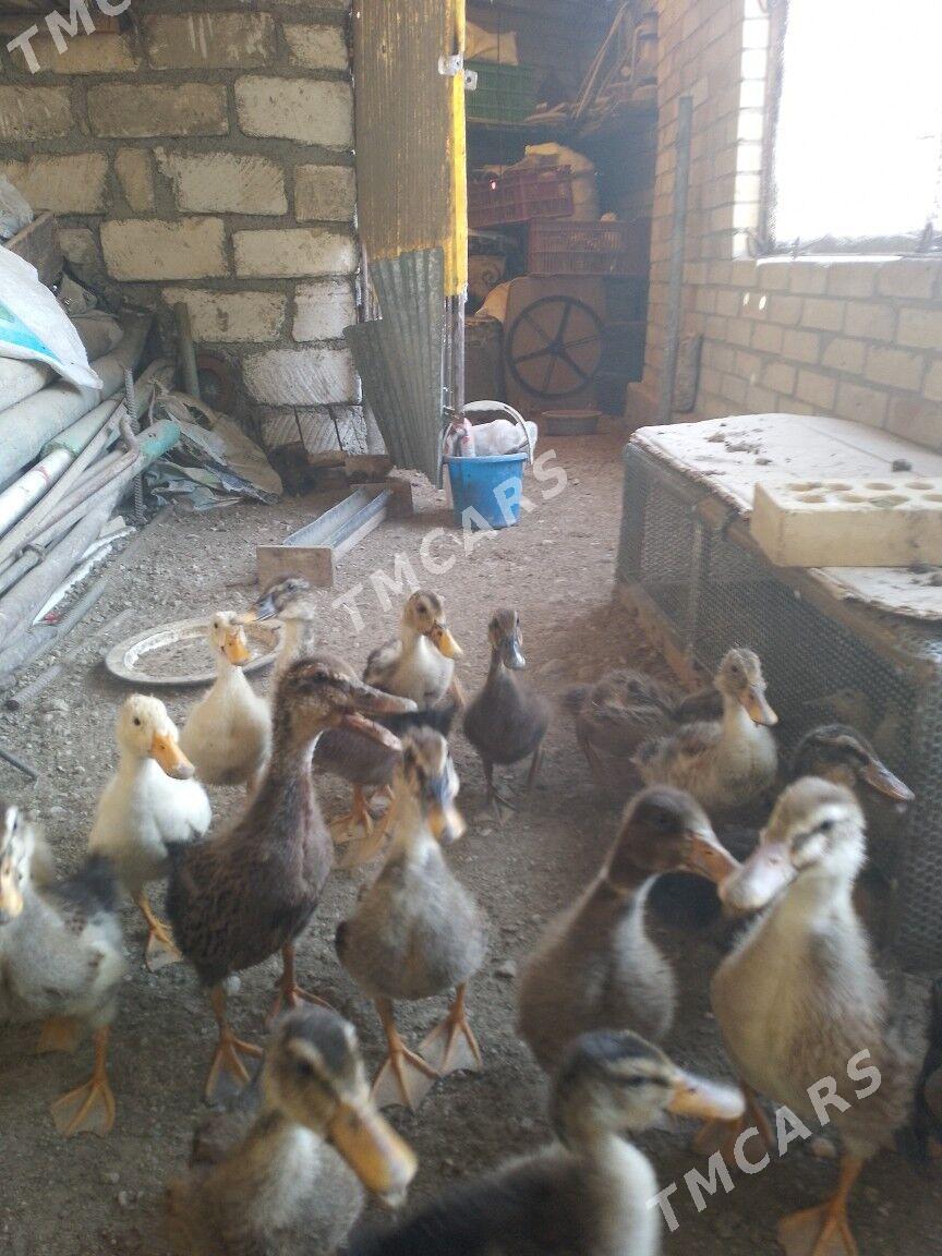 ordek - Balkanabat - img 2