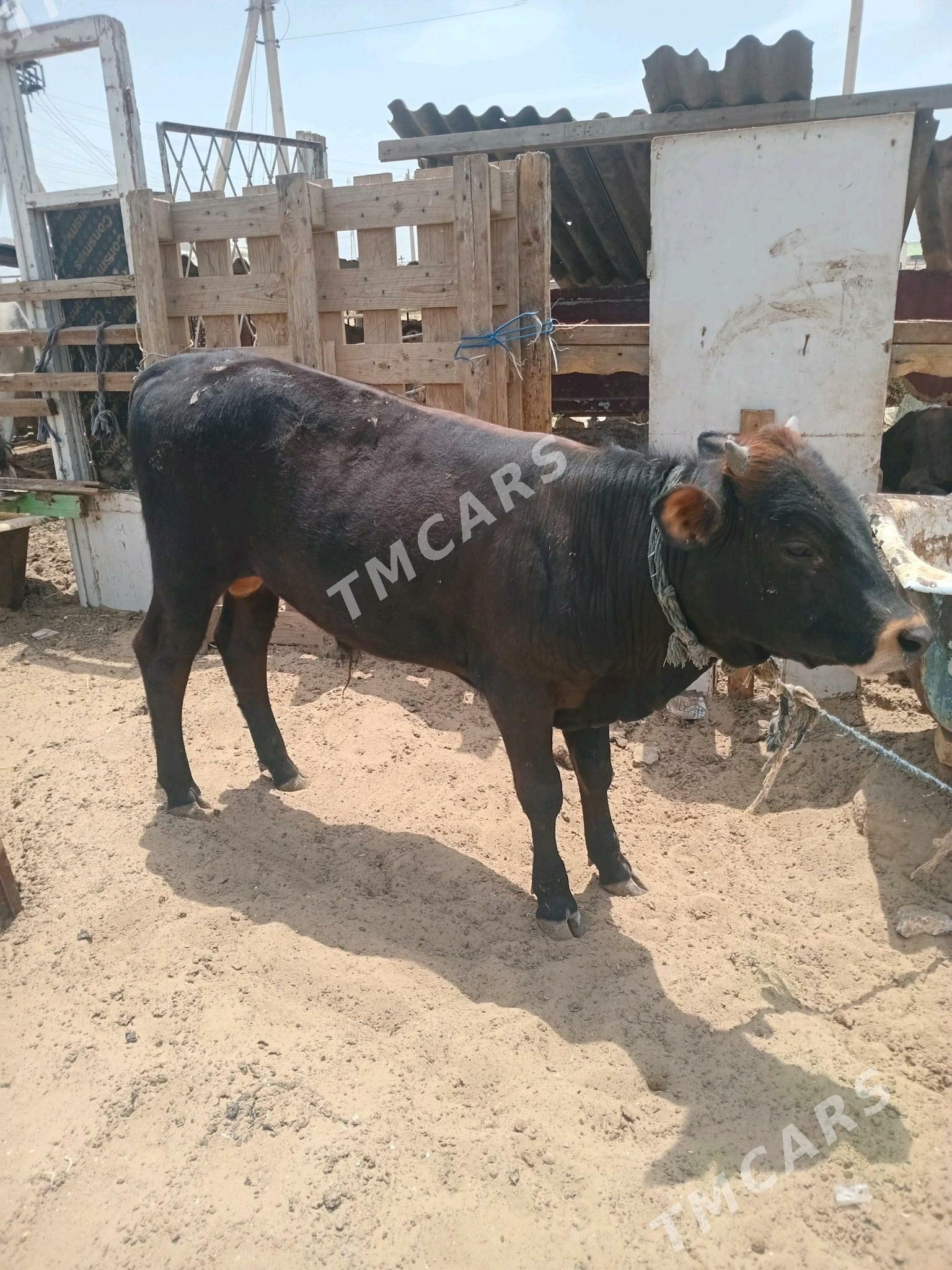 gole okuzce - "Altyn Asyr" Gündogar bazary (Jygyllyk) - img 2