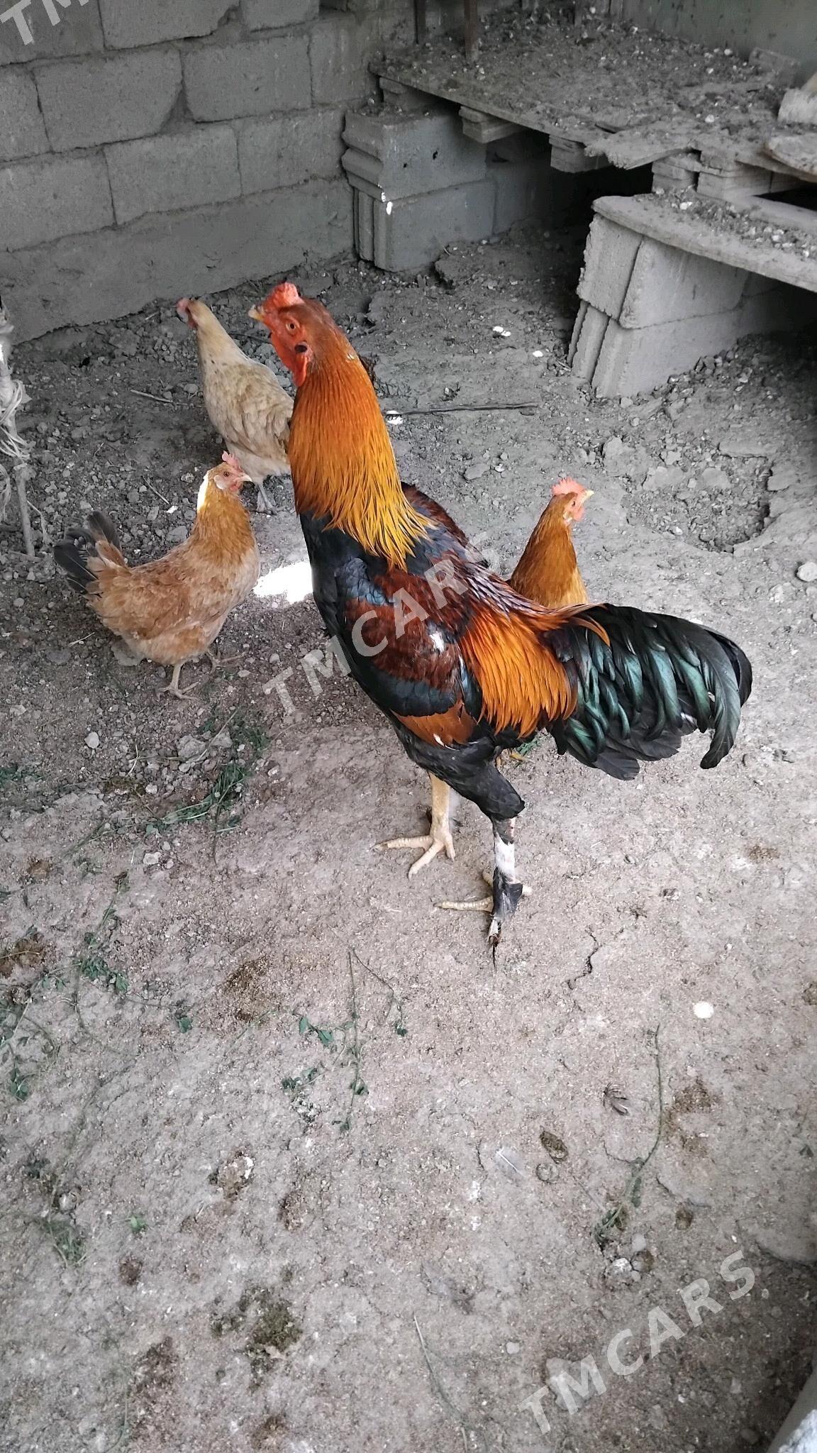horaz - Gökdepe - img 2