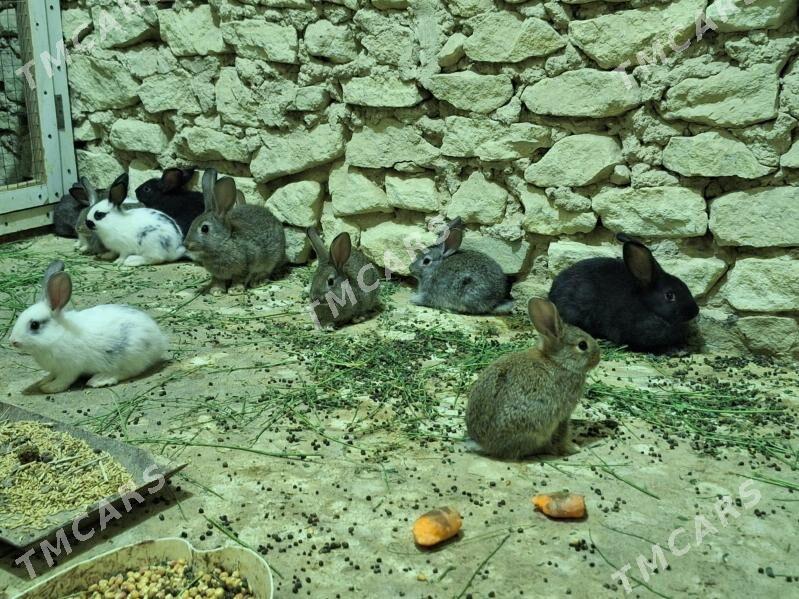 Towşan - Gyzylarbat - img 7