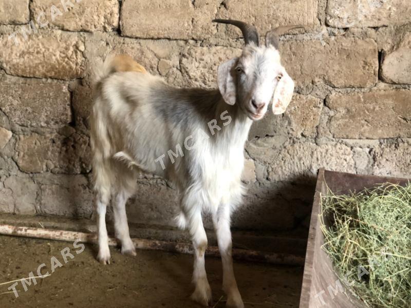 Semiz Geçi - Çoganly - img 3