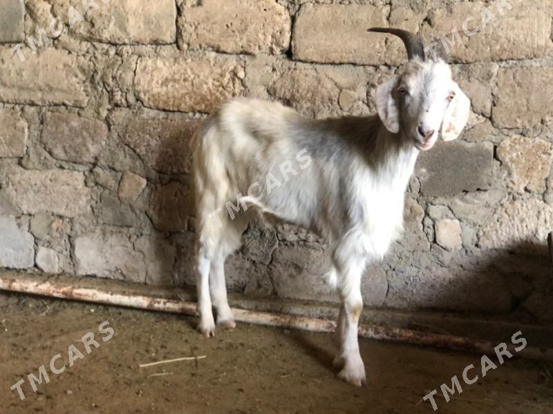 Semiz Geçi - Çoganly - img 2