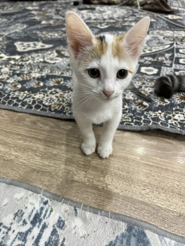 Котенок отдам хорошие руки - Aşgabat - img 3