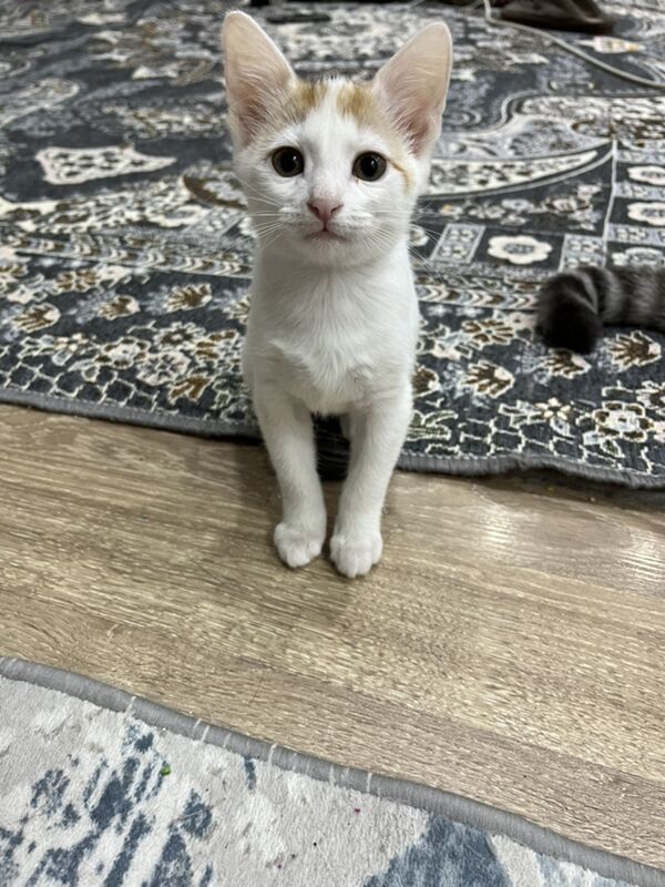 Котенок отдам хорошие руки - Aşgabat - img 2