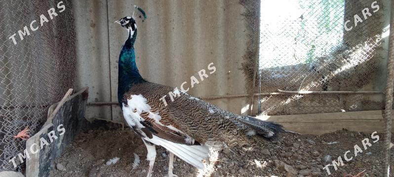 tawus gus - Mary - img 2