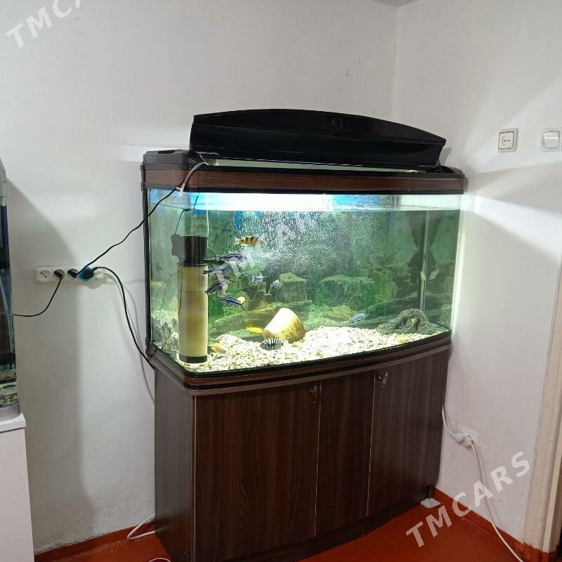 аквариум - 4 mkr - img 2
